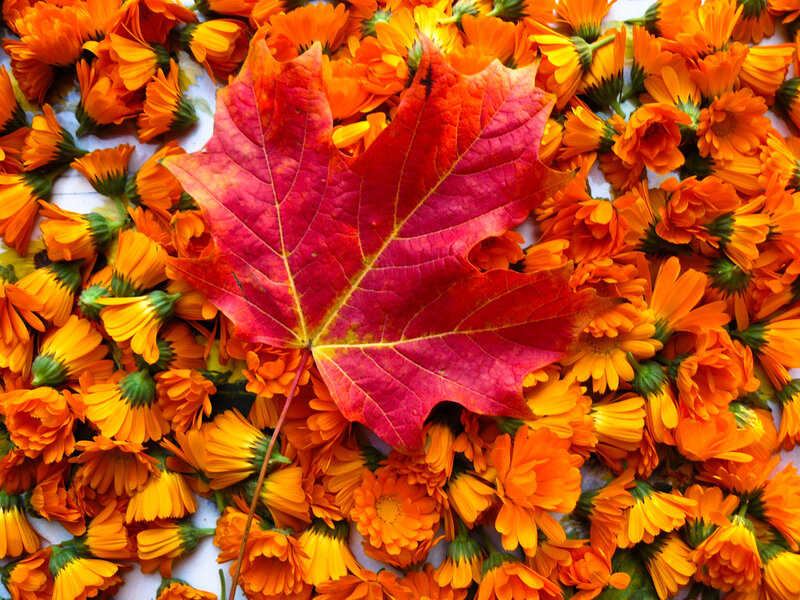 Red Maple Leaf on Flowers