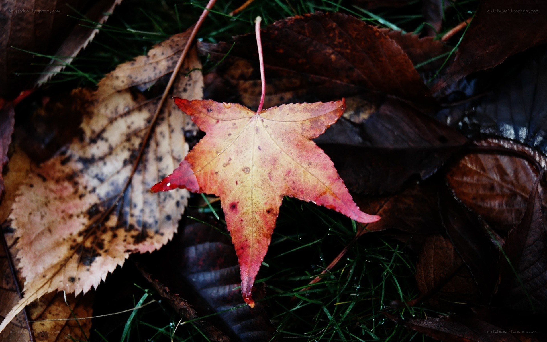 Red maple leaf on forest floor