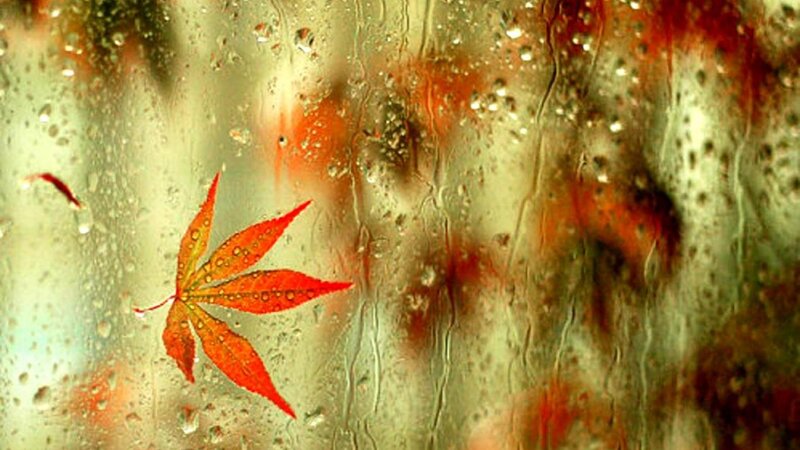 Red Maple Leaf on Glass — Calm, Autumn
