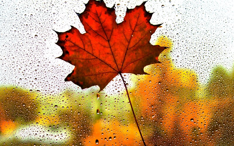 Red Maple Leaf on Glass — Calm