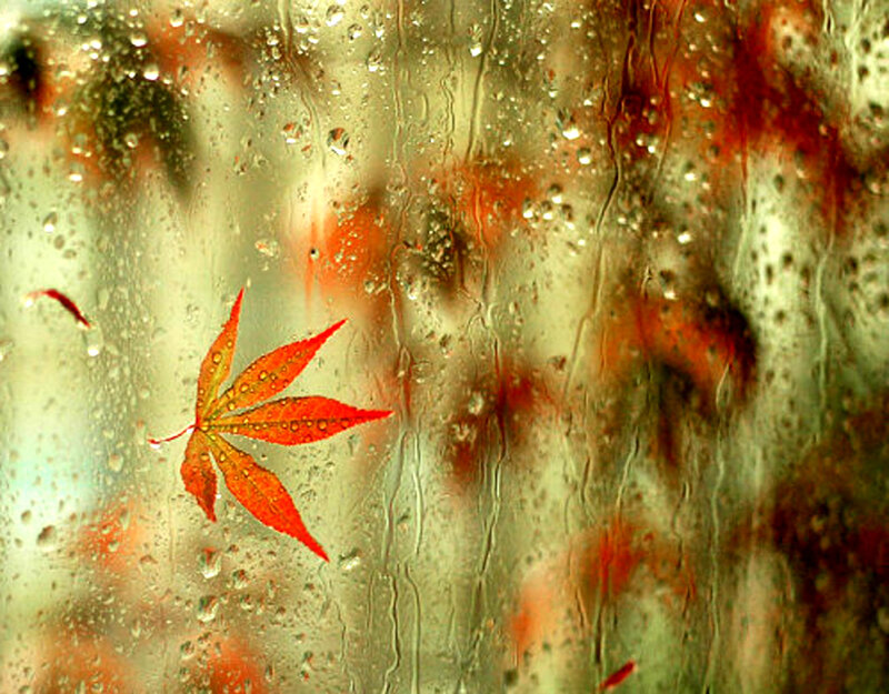 Red Maple Leaf on Glass