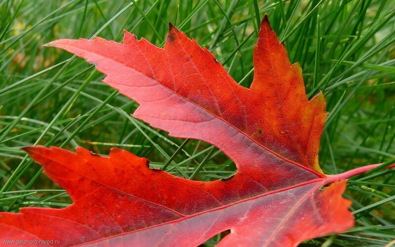 Red Maple Leaf on Grass — Calm