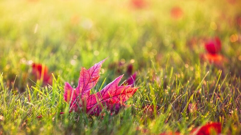 Red Maple Leaf on Grass — Green, Serene
