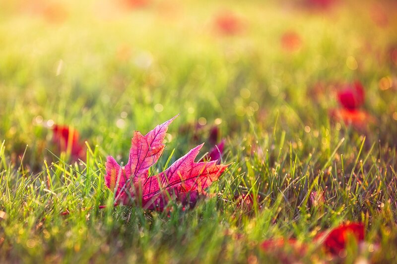 Red Maple Leaf on Grass — Green