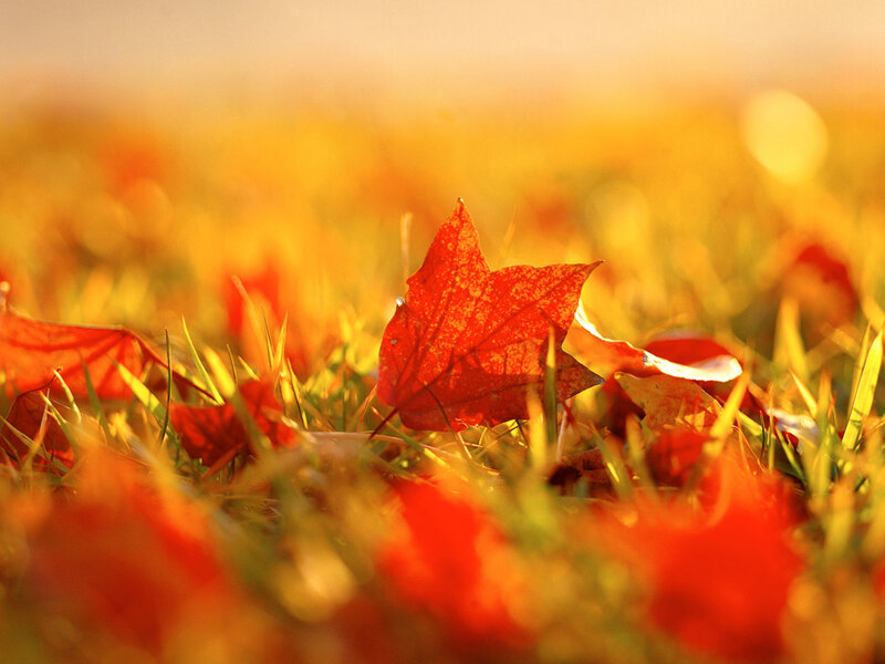 Red Maple Leaf on Grass — Serene, Autumn, Photograph, Fallen Leaves, Sunlight, Yellow