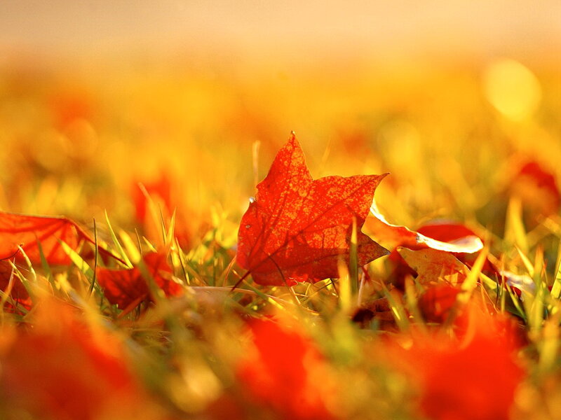 Red Maple Leaf on Grass — Serene, Autumn, Photograph, Fallen Leaves