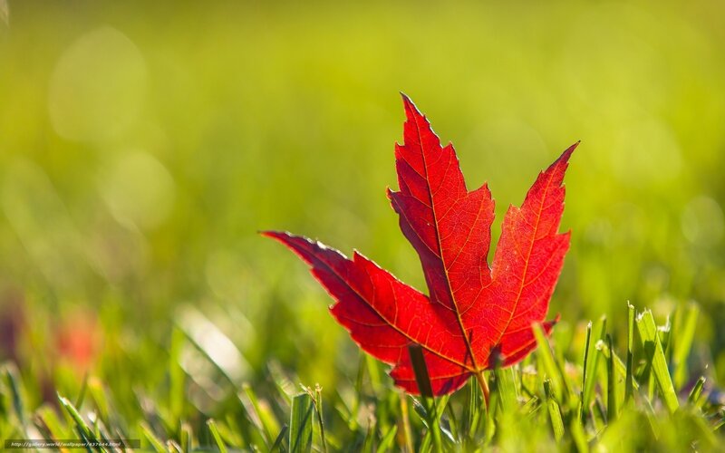 Red Maple Leaf on Grass — Serene, Autumn, Photograph, Sunlight