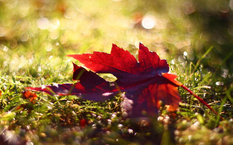 Red Maple Leaf on Grass — Serene, Autumn, Photograph