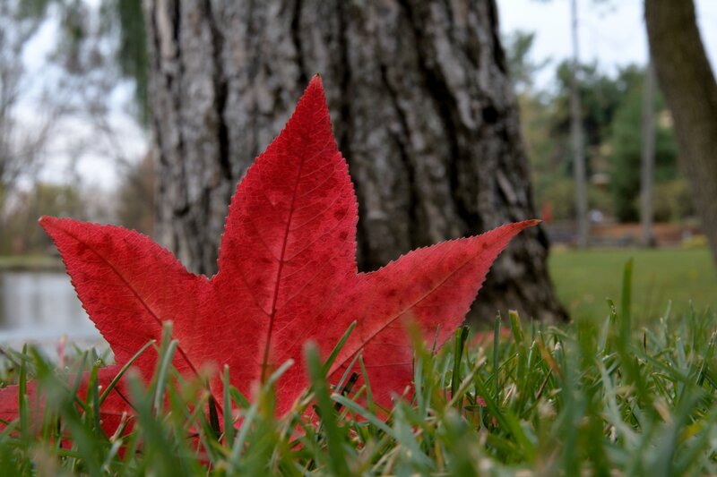 Red Maple Leaf on Grass — Serene, Autumn, Photograph, Tree Trunk