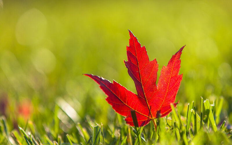 Red Maple Leaf on Grass — Serene, Autumn