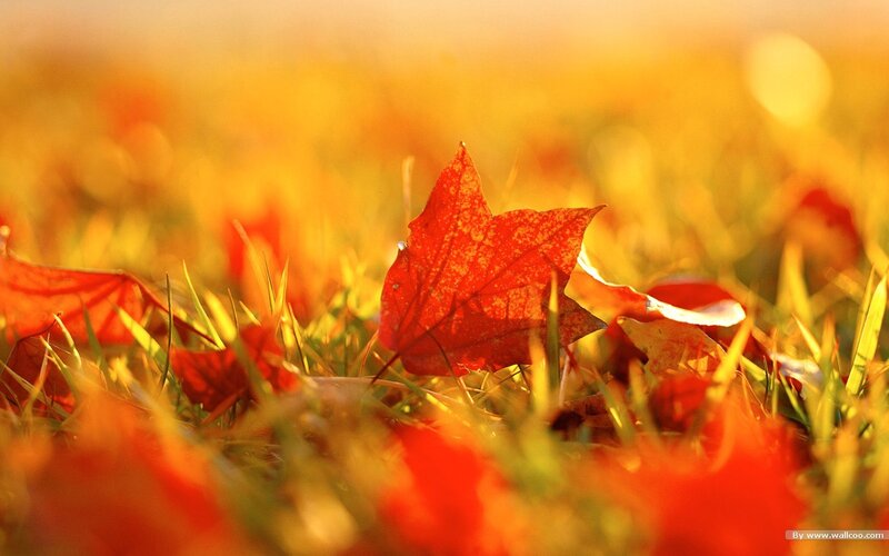 Red Maple Leaf on Grass — Serene