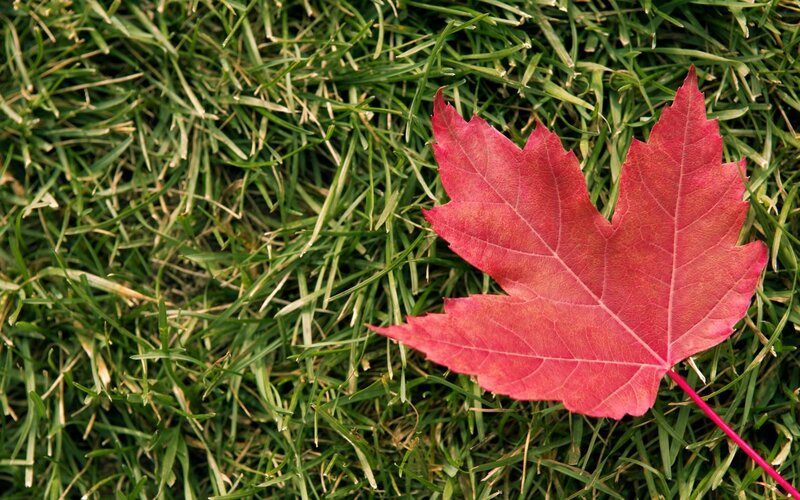 red maple leaf on grass