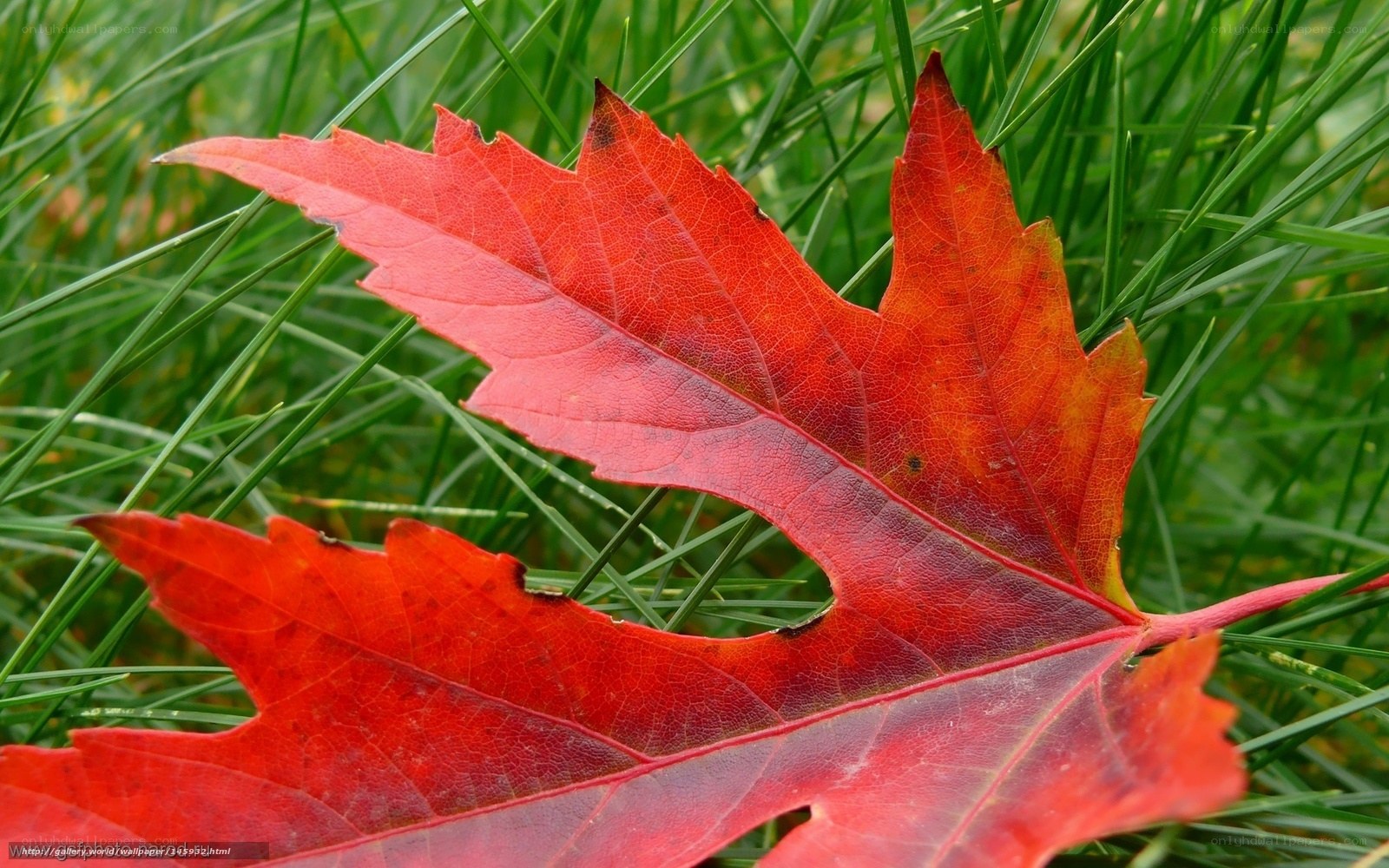Red maple leaf on green grass