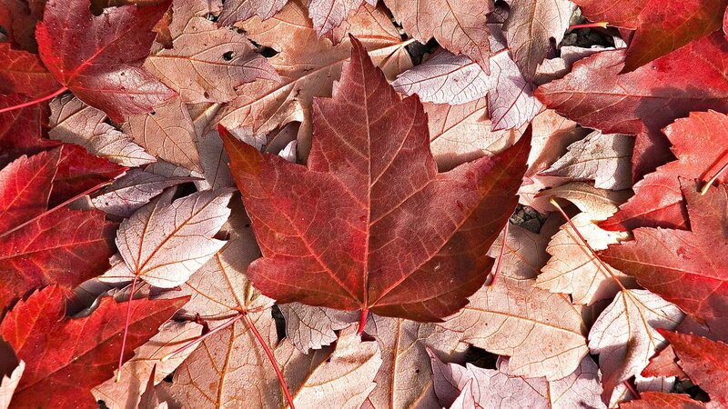 Red Maple Leaf on Ground — Calm, Autumn