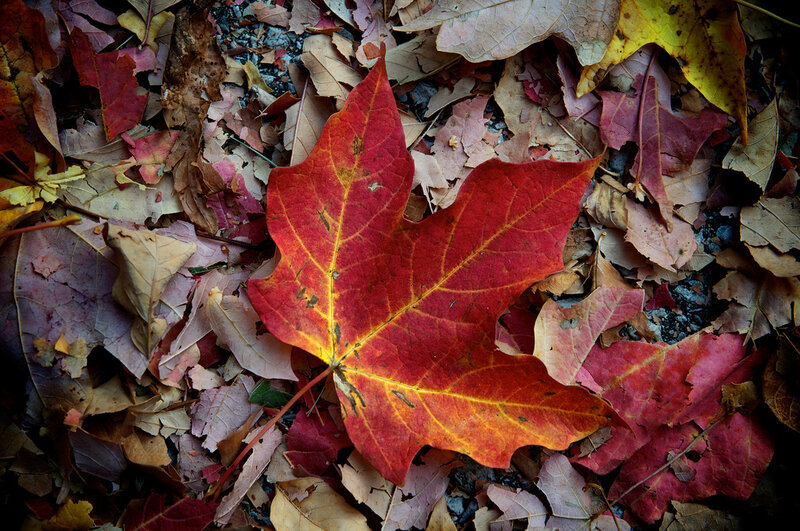 Red Maple Leaf on Ground — Calm