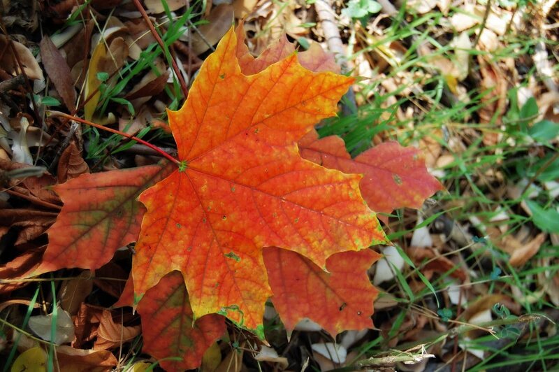 Red Maple Leaf on Ground — Orange