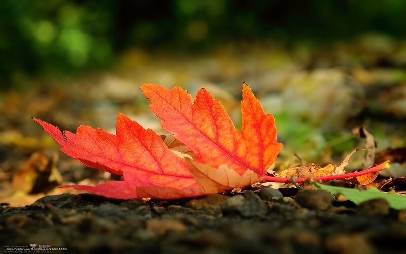 Red Maple Leaf on Ground — Serene, Autumn