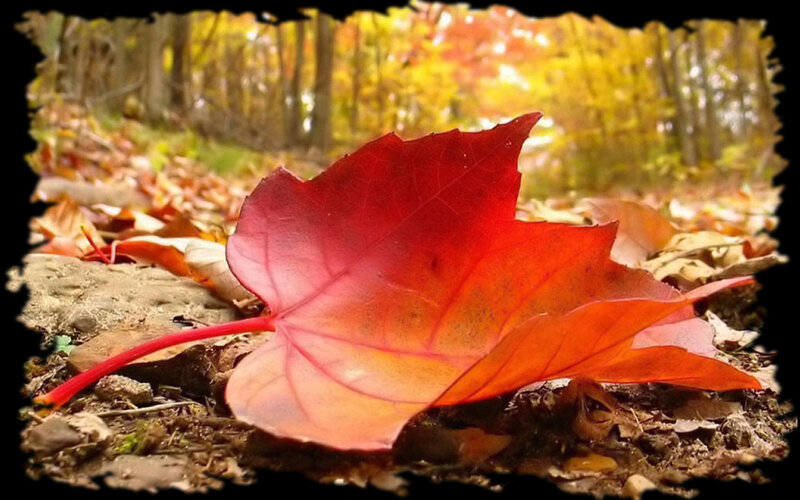 Red Maple Leaf on Ground — Serene