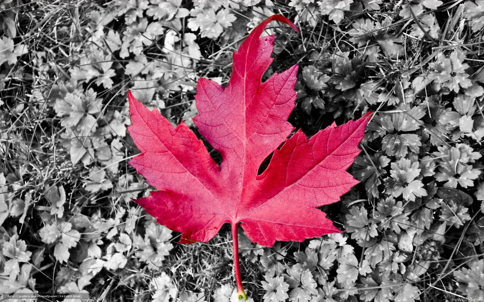 Red maple leaf on ground
