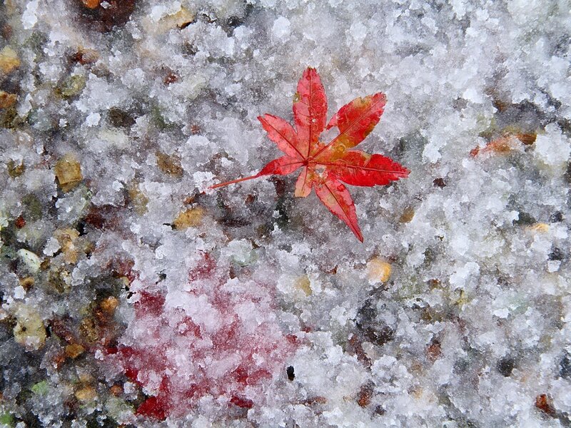 Red Maple Leaf on Ice