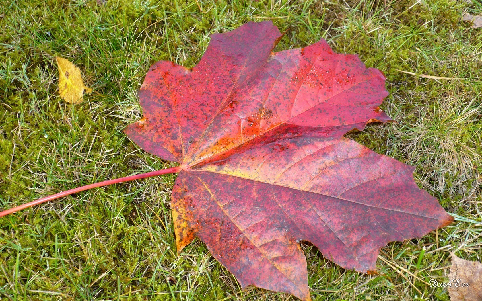 Red maple leaf on moss
