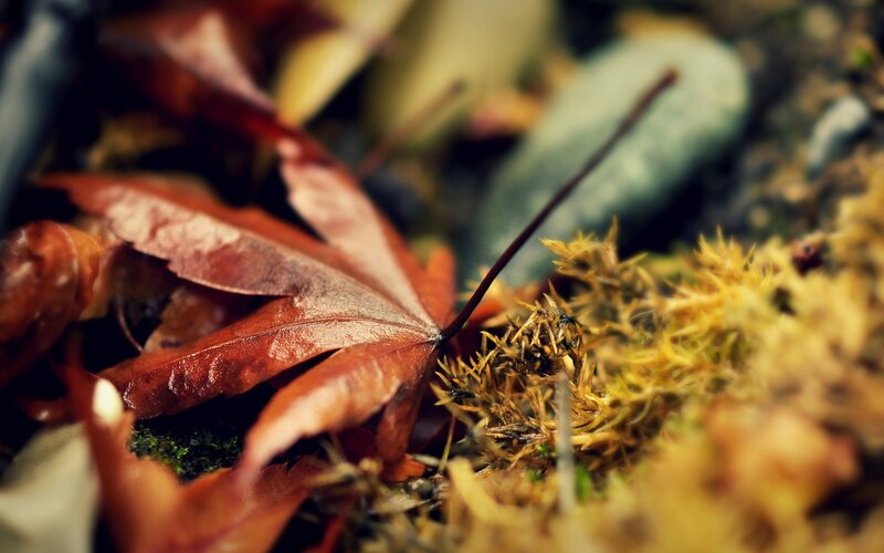 Red Maple Leaf on Moss — Brown, Serene