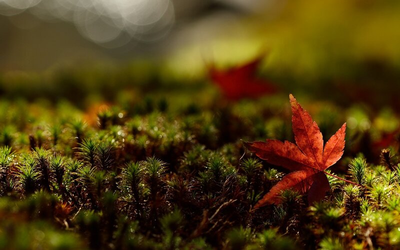 Red Maple Leaf on Moss — Green, Serene, Autumn, Photograph