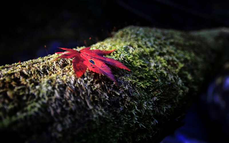 Red Maple Leaf on Moss — Green, Serene, Autumn
