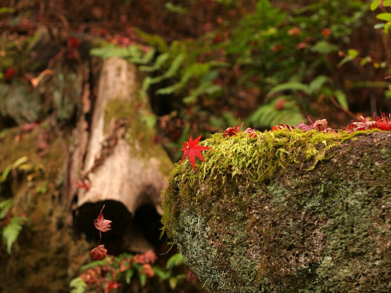 Red Maple Leaf on Moss — Green