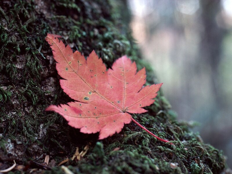 Red Maple Leaf on Moss — Serene
