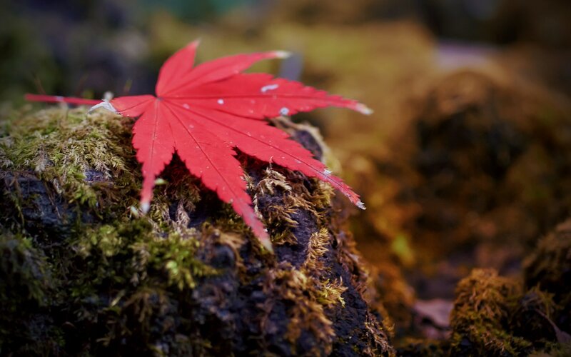 Red maple leaf on moss