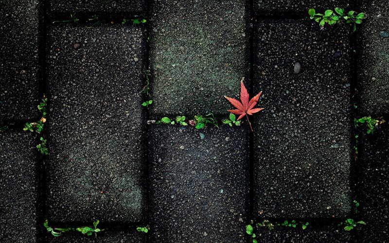 Red Maple Leaf on Pavement — Black, Calm