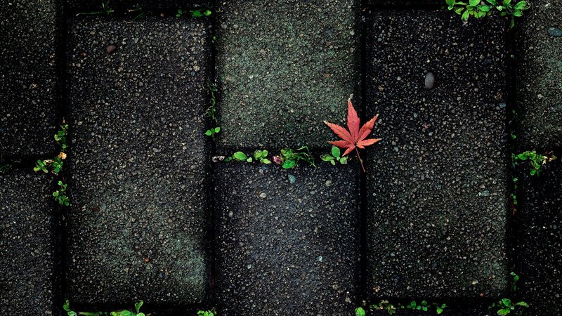 Red Maple Leaf on Pavement — Black