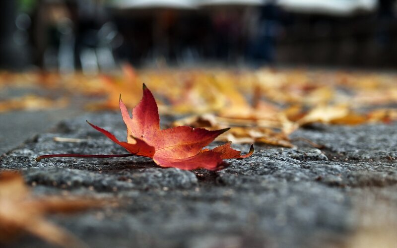 Red Maple Leaf on Pavement — Serene