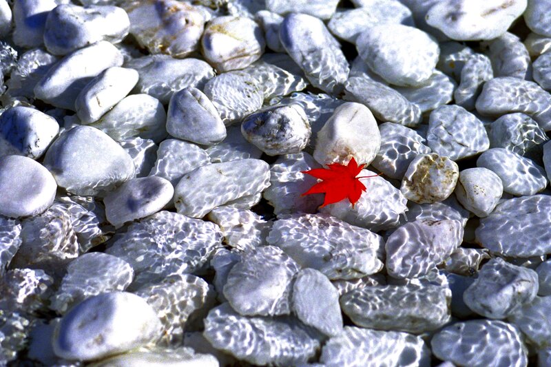 Red Maple Leaf on Pebbles