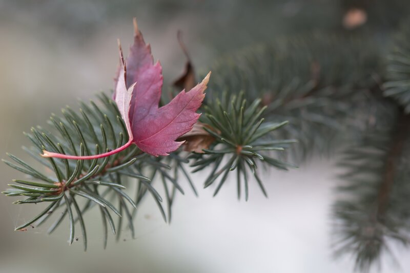 Red Maple Leaf on Pine Branch