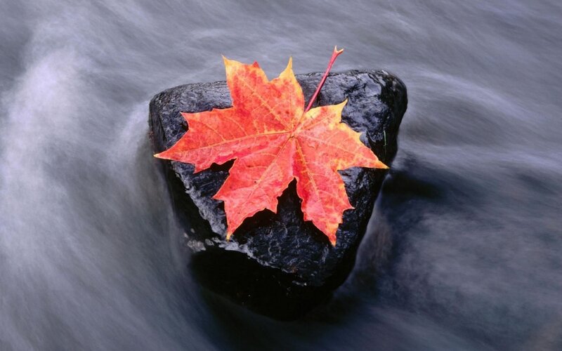 Red Maple Leaf on Rock — Serene