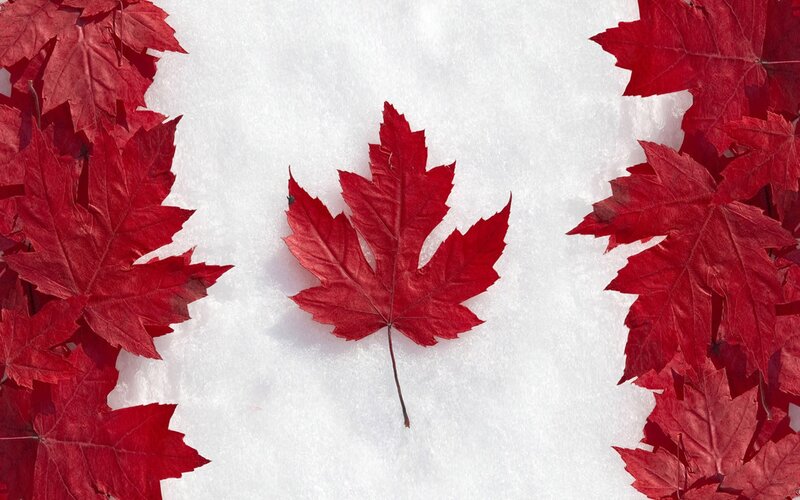 Red maple leaf on snow