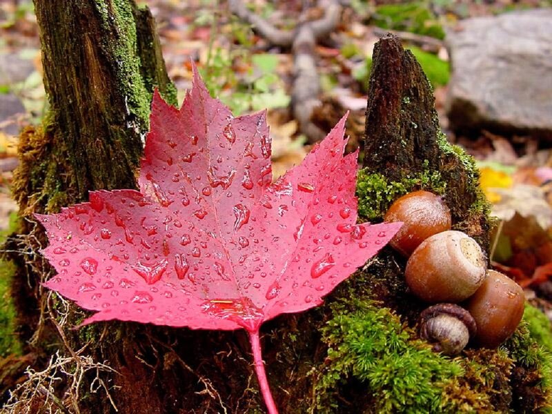 Red Maple Leaf on Stump — Serene, Autumn