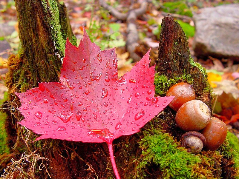 Red Maple Leaf on Stump