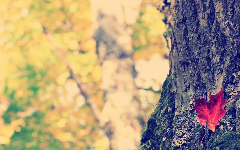 Red Maple Leaf on Tree