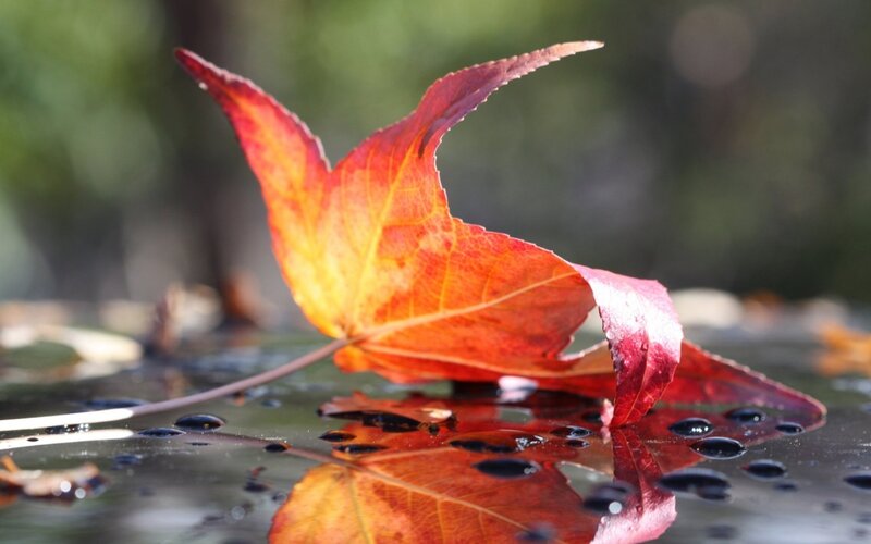 Red Maple Leaf on Water — Serene