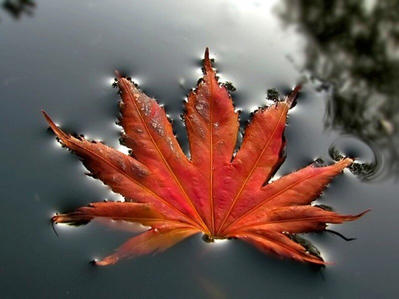 Red maple leaf on water