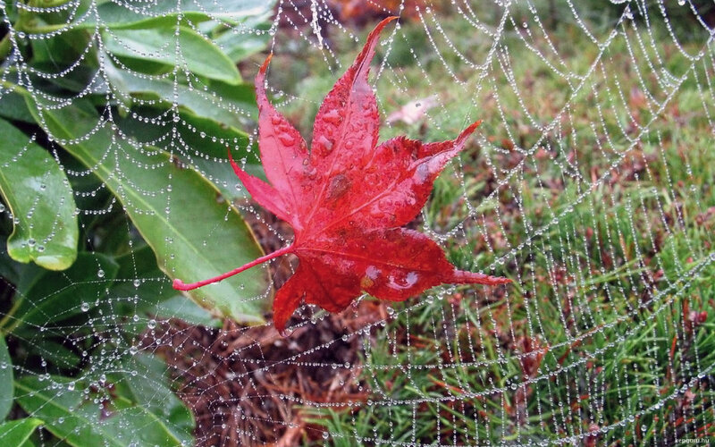 Red Maple Leaf on Web
