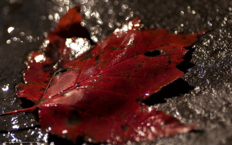 Red Maple Leaf on Wet Surface