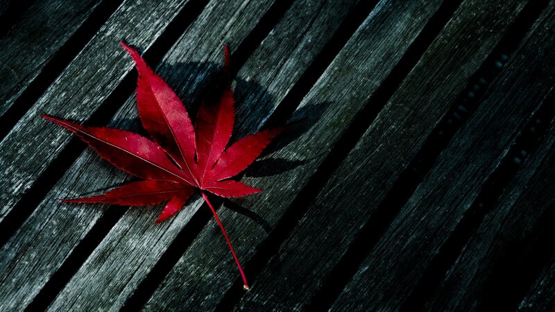 Red maple leaf on wood