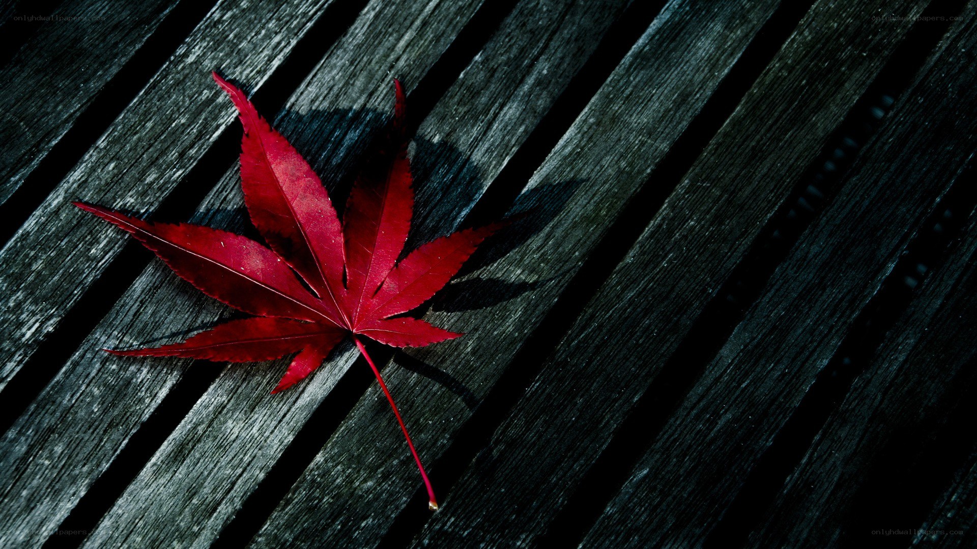 Red maple leaf on wood
