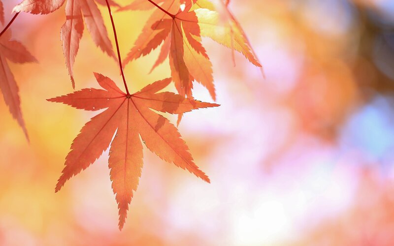 Red Maple Leaf — Orange, Serene, Autumn