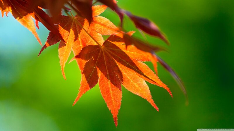 Red Maple Leaf — Orange, Serene