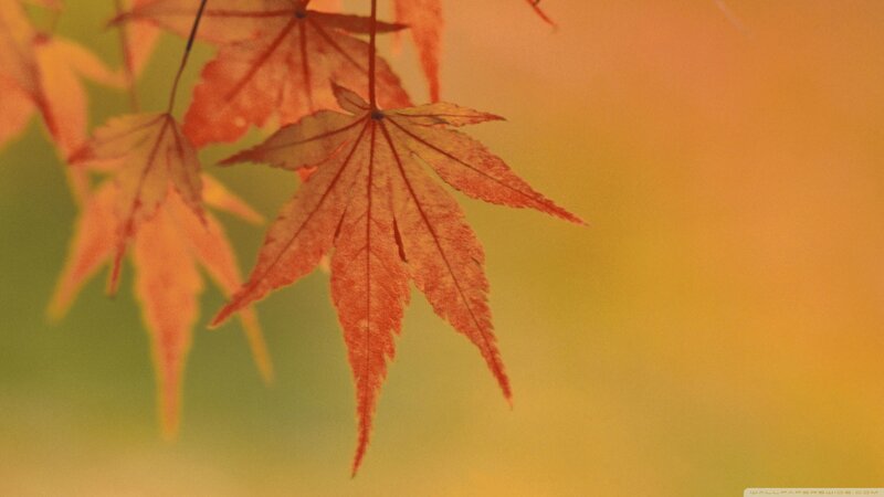 Red Maple Leaf — Orange